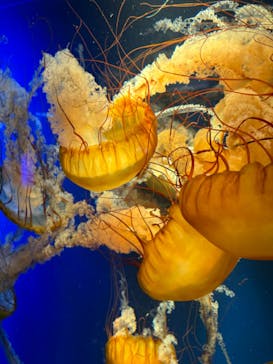 鴨川シーワールドに投稿された画像（2023/12/24）