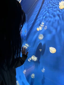 鴨川シーワールドに投稿された画像（2023/12/24）