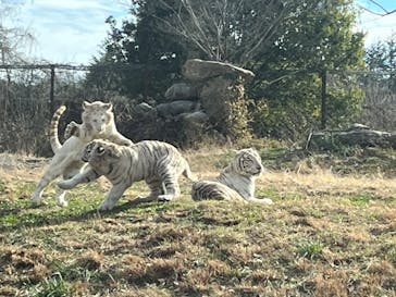 群馬サファリパークに投稿された画像（2023/12/24）