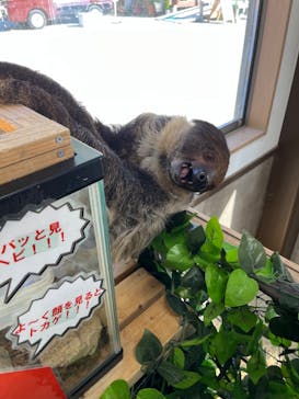 しろとり動物園に投稿された画像（2023/12/24）