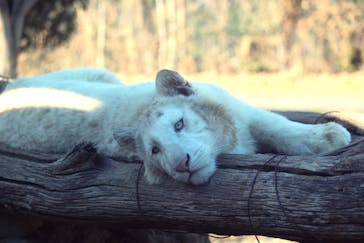 群馬サファリパークに投稿された画像（2023/12/24）