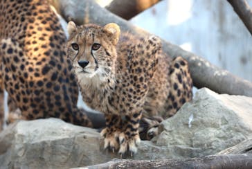 群馬サファリパークに投稿された画像（2023/12/24）