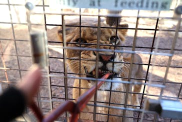 群馬サファリパークに投稿された画像（2023/12/24）