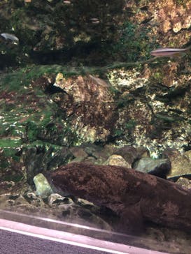 京都水族館に投稿された画像（2023/12/24）