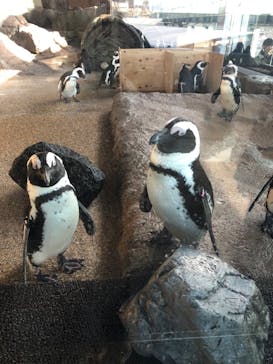 京都水族館に投稿された画像（2023/12/24）