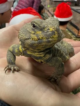 いきもの探検隊上尾に投稿された画像（2023/12/24）