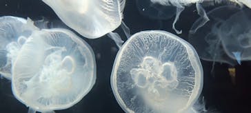 伊豆・三津シーパラダイスに投稿された画像（2023/12/24）