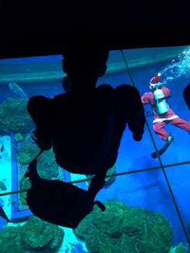 DMMかりゆし水族館に投稿された画像（2023/12/24）