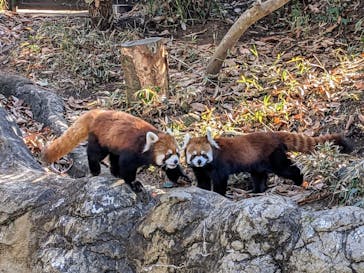 よこはま動物園ズーラシアに投稿された画像（2023/12/17）