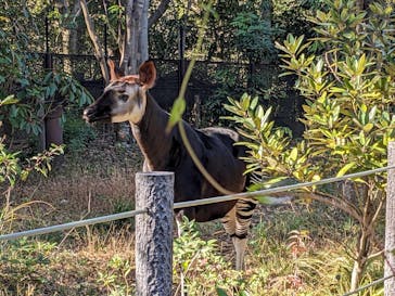 よこはま動物園ズーラシアに投稿された画像（2023/12/17）