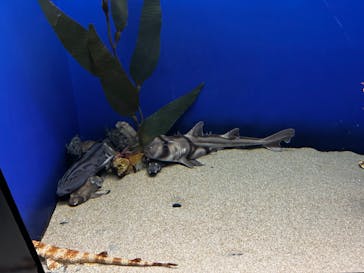 アクアワールド茨城県大洗水族館に投稿された画像（2023/12/24）