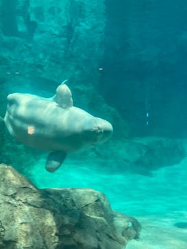 名古屋港水族館に投稿された画像（2023/12/24）