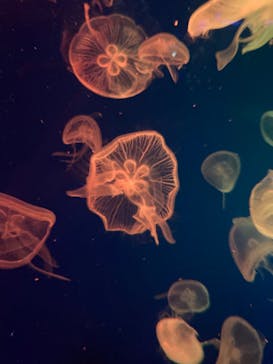 名古屋港水族館に投稿された画像（2023/12/24）