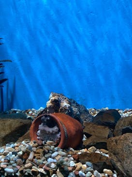 名古屋港水族館に投稿された画像（2023/12/24）