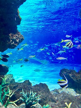 サンシャイン水族館に投稿された画像（2023/12/24）