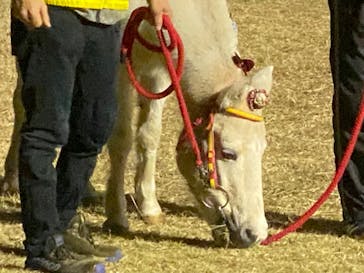 東京メガイルミに投稿された画像（2023/12/24）