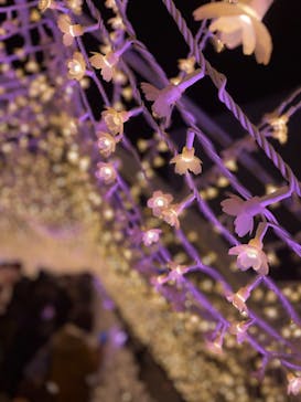 東京メガイルミに投稿された画像（2023/12/24）