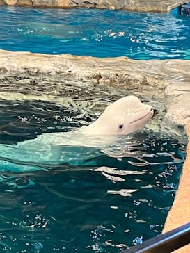 名古屋港水族館に投稿された画像（2023/12/24）