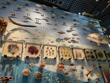 国立科学博物館に投稿された画像（2023/12/24）