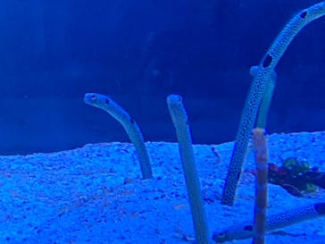 名古屋港水族館に投稿された画像（2023/12/24）