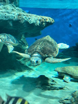 名古屋港水族館に投稿された画像（2023/12/24）