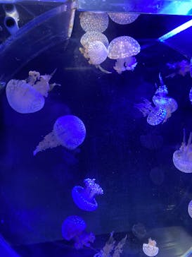 名古屋港水族館に投稿された画像（2023/12/24）