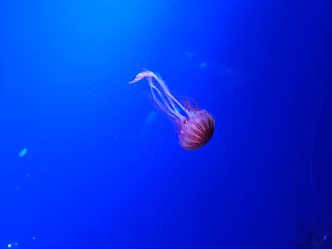 新江ノ島水族館に投稿された画像（2023/12/24）