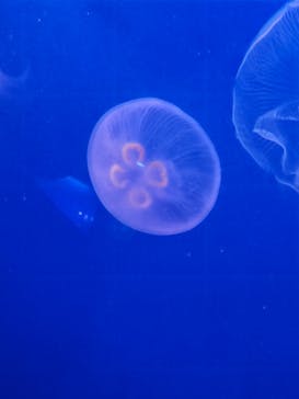 新江ノ島水族館に投稿された画像（2023/12/24）