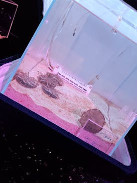 新江ノ島水族館に投稿された画像（2023/12/24）