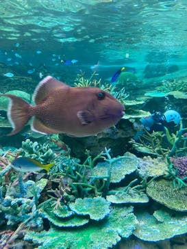名古屋港水族館に投稿された画像（2023/12/24）
