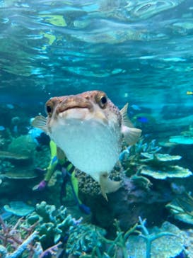 名古屋港水族館に投稿された画像（2023/12/24）