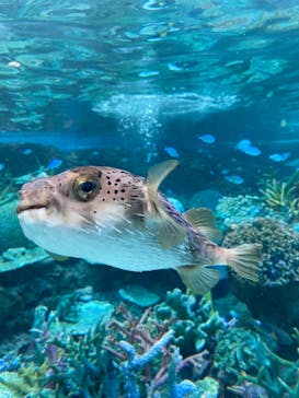 名古屋港水族館に投稿された画像（2023/12/24）