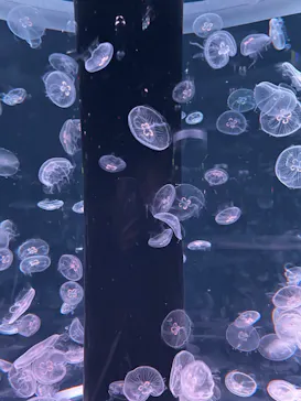 マクセル アクアパーク品川に投稿された画像（2023/12/24）