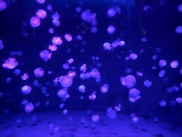 京都水族館に投稿された画像（2023/12/24）