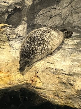 アクアワールド茨城県大洗水族館に投稿された画像（2023/12/24）