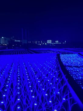 東京メガイルミに投稿された画像（2023/12/24）