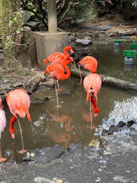 伊豆シャボテン動物公園に投稿された画像（2023/12/24）