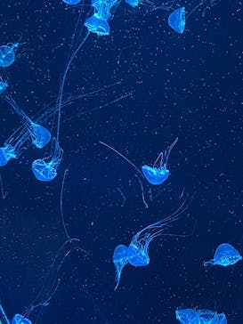 アクアワールド茨城県大洗水族館に投稿された画像（2023/12/24）