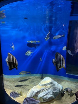 アクアワールド茨城県大洗水族館に投稿された画像（2023/12/24）