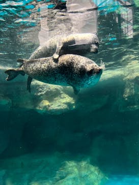 アクアワールド茨城県大洗水族館に投稿された画像（2023/12/24）