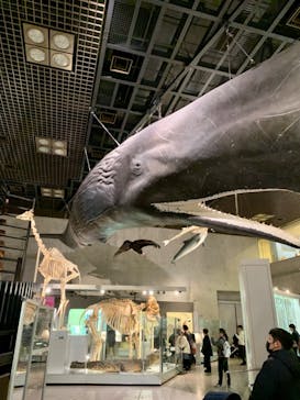 国立科学博物館に投稿された画像（2023/12/24）
