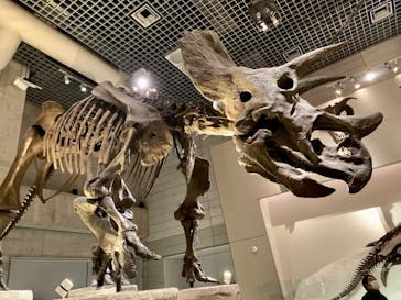 国立科学博物館に投稿された画像（2023/12/24）