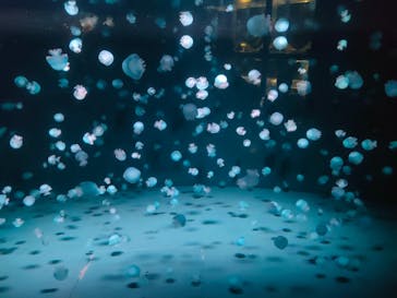 京都鉄道博物館×京都水族館に投稿された画像（2023/12/24）