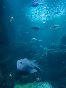 京都鉄道博物館×京都水族館に投稿された画像（2023/12/24）