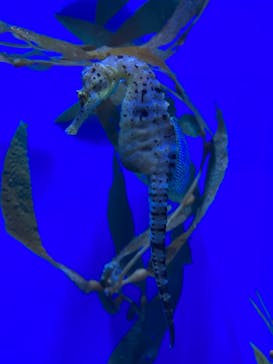 アクアワールド茨城県大洗水族館に投稿された画像（2023/12/25）