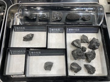 福井県立恐竜博物館に投稿された画像（2023/12/25）