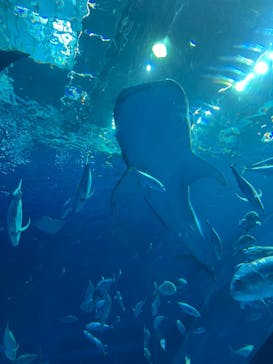 沖縄美ら海水族館に投稿された画像（2023/12/25）