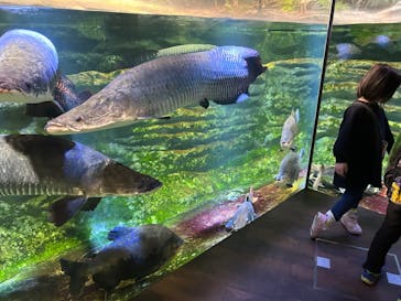 カワスイ 川崎⽔族館に投稿された画像（2023/12/25）
