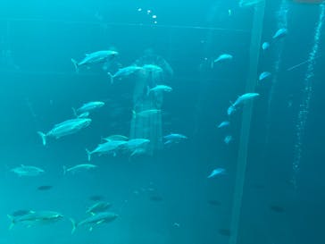 環境水族館アクアマリンふくしまに投稿された画像（2023/12/25）