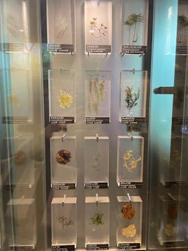 国立科学博物館に投稿された画像（2023/12/25）